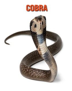 Cobra