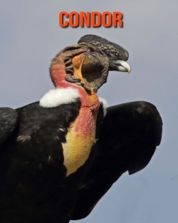 Condor