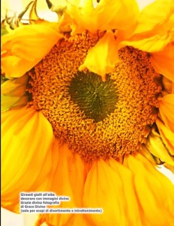 Girasoli gialli all'alba decorare con immagini divine Grazia divina fotografia