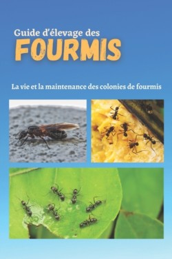 Guide d'élevage des fourmis