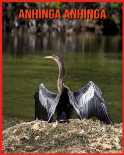 Anhinga anhinga