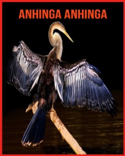 Anhinga anhinga