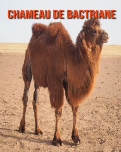 Chameau de Bactriane