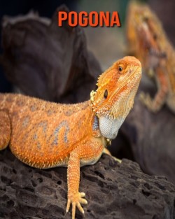 Pogona