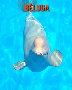 Beluga