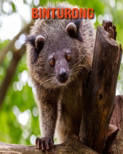 Binturong