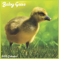 Baby Geese 2022 Calendar