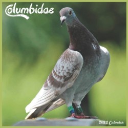 Columbidae 2022 Calendar