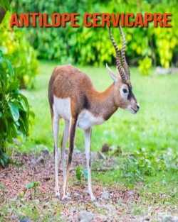 Antilope Cervicapre