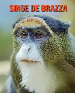 Singe de Brazza